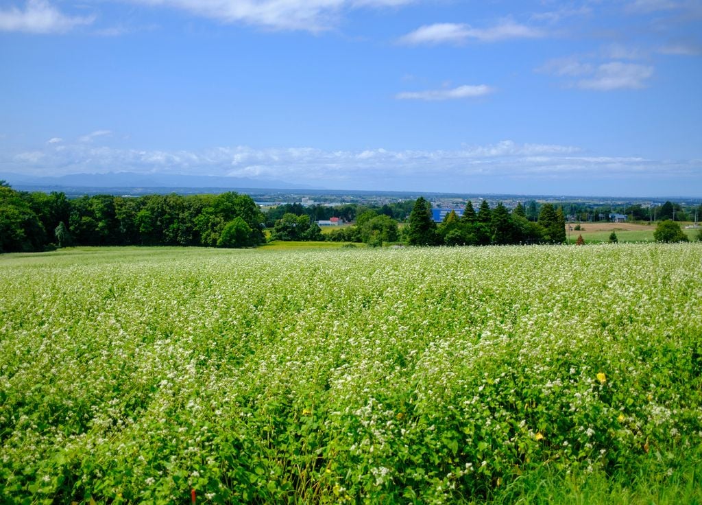 Champ fleurs sarrasin agriculture bio