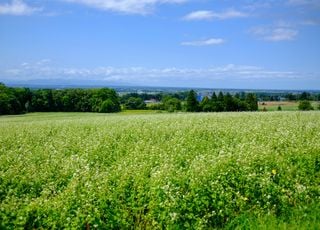 Alerte : comment des cultures bio peuvent-elles être contaminées par des pesticides ? Quels risques pour votre santé ?