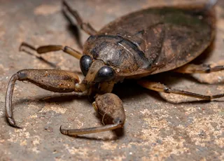 Alerta: insetos gigantes estão chegando ao Mediterrâneo, quais são os perigos?