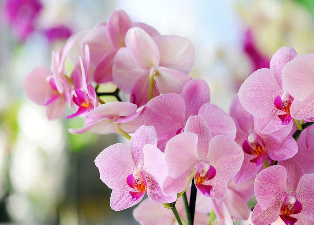Orchidées plantes à fleurs