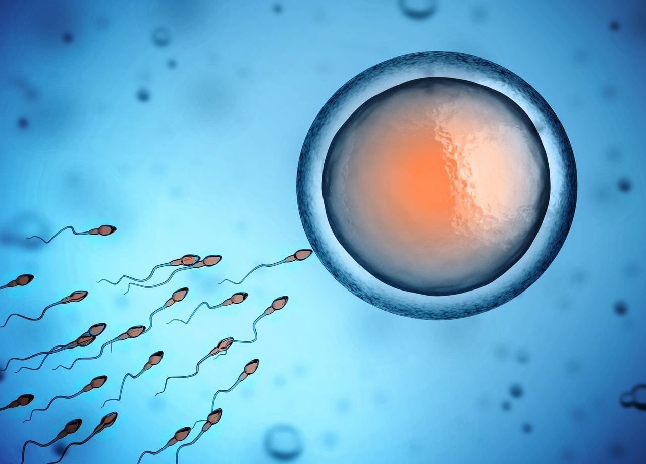Se encontraron partículas de PVC en grandes cantidades en los testículos analizados, lo que podría tener un impacto en la fertilidad.