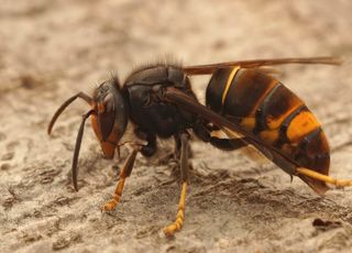 Alerte : les espèces invasives menacent notre planète, selon un rapport choc !