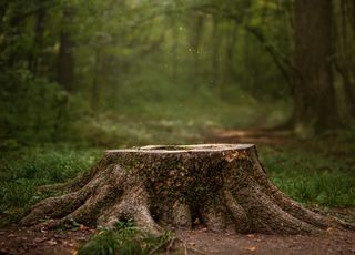 Alerte : les forêts dépérissent en France à cause du réchauffement climatique