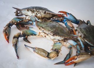 Alerte : la Méditerranée en danger ! La prolifération du crabe bleu fait craindre le pire !