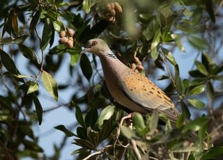 Alerte ! La moitié des espèces d'oiseaux sont en train de disparaître...