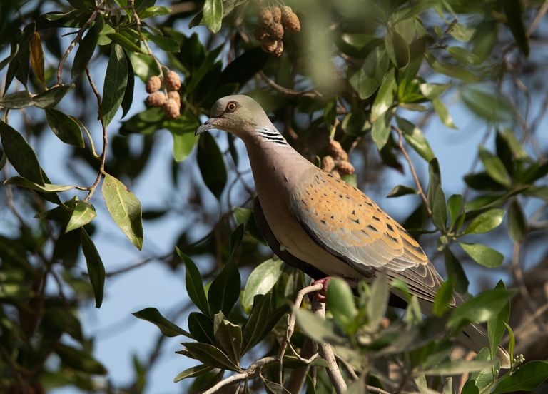 Alerte ! La moitié des espèces d'oiseaux sont en train de disparaître... Alerte ! La moitié des espèces d'oiseaux sont en train de disparaître...