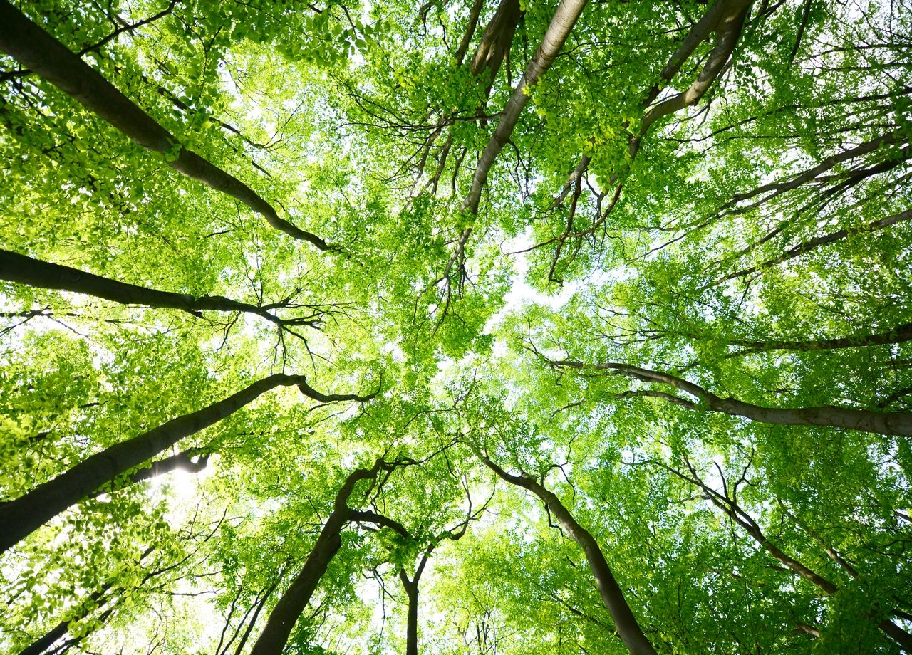 Les températures atteignent des niveaux de plus en plus importants sur les canopées des forêts tropicales, nuisant à la photosynthèse