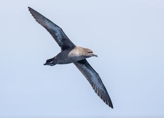 Alerte : la pollution plastique menace la survie des oiseaux de mer !