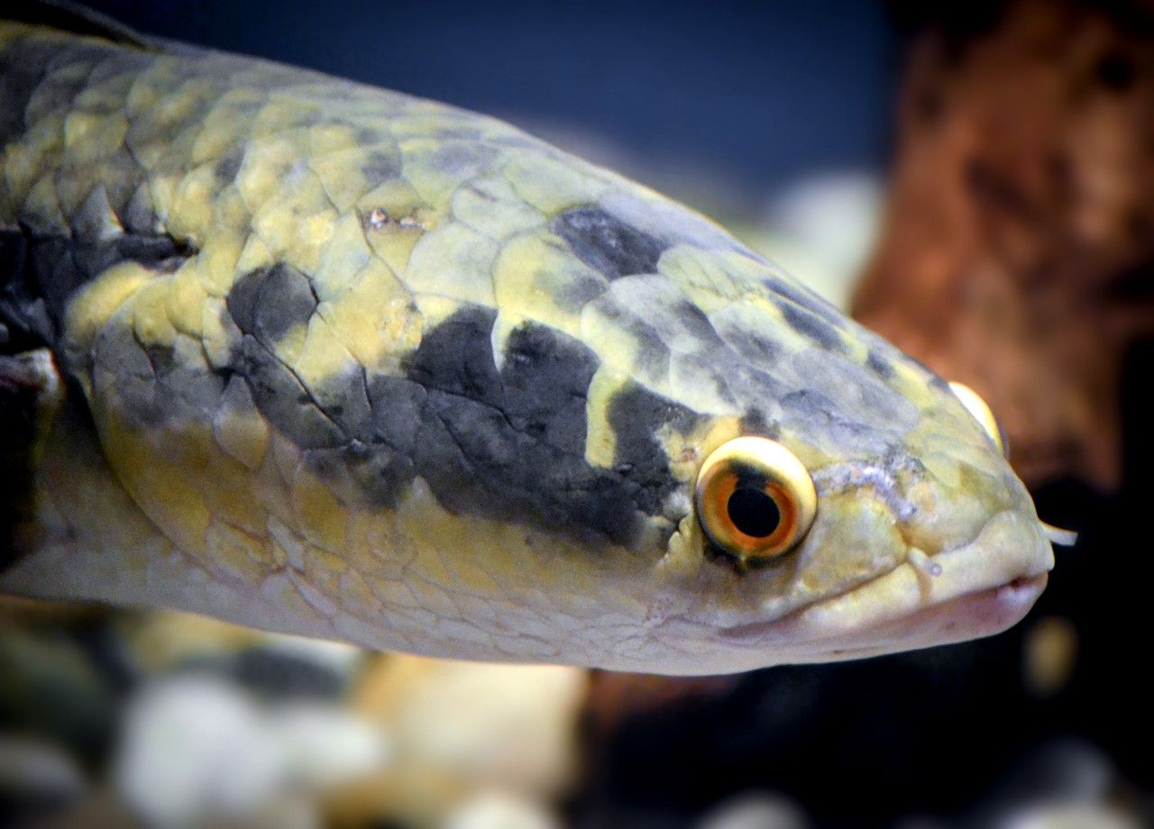 Alerte le poisson à tête de serpent se propage aux