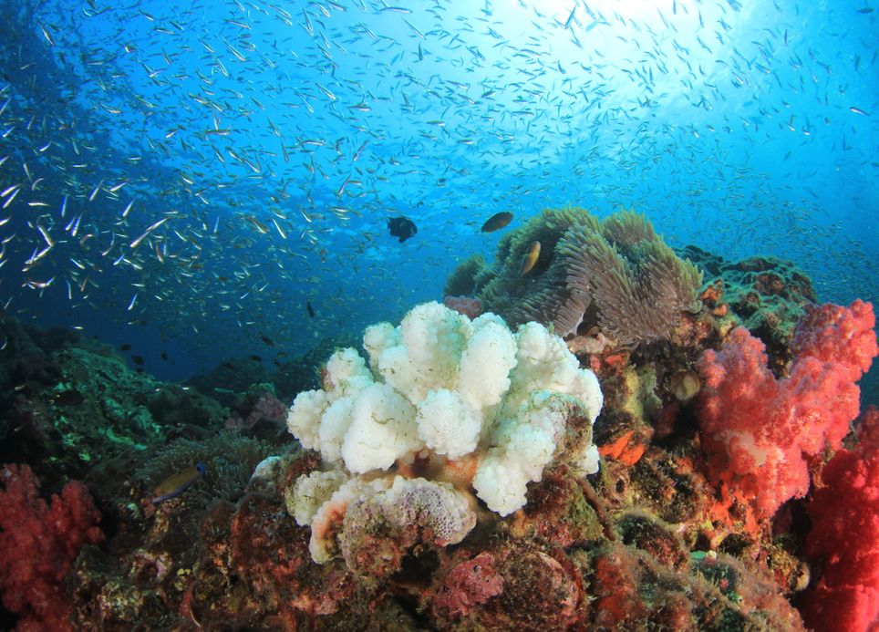 Le blanchissement des coraux est un phénomène exacerbé par le changement climatique.