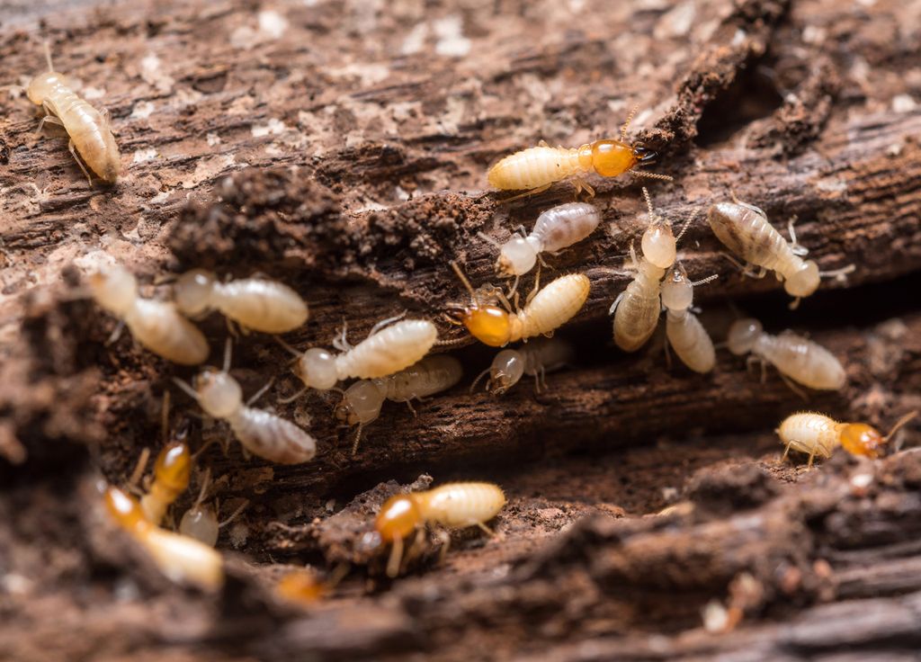 Termitas invasión de madera hormigas blancas