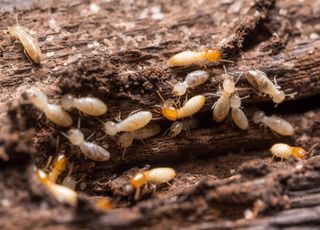 Alerta: termitas dopadas por el calentamiento global. Y el clima, por ellas