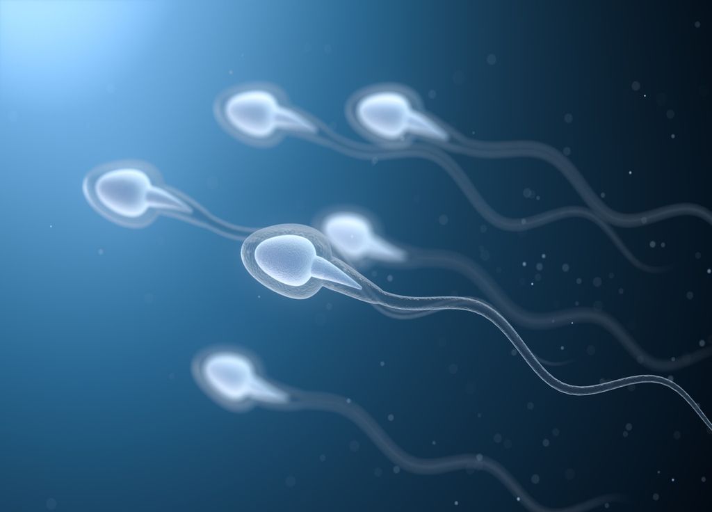 Spermatozoïdes fertilité masculine