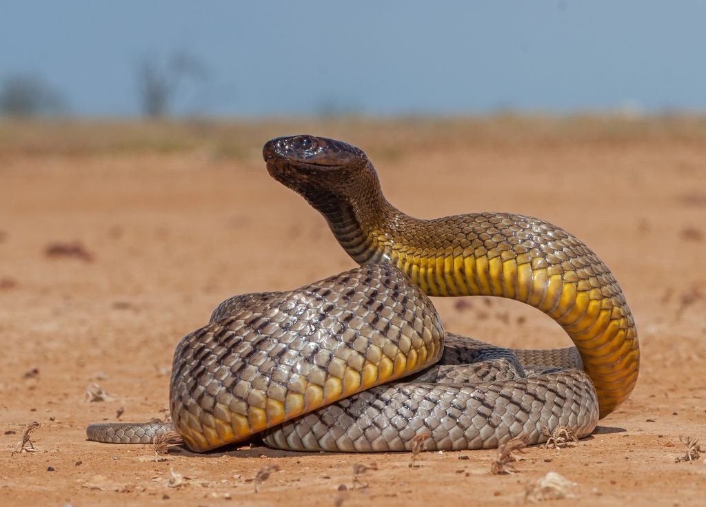 Serpent venimeux