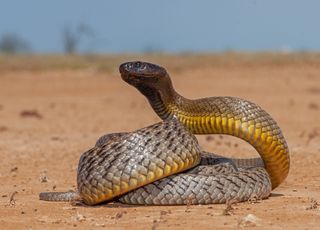 Alerte : les risques d'être mordu par un serpent venimeux sont en hausse !