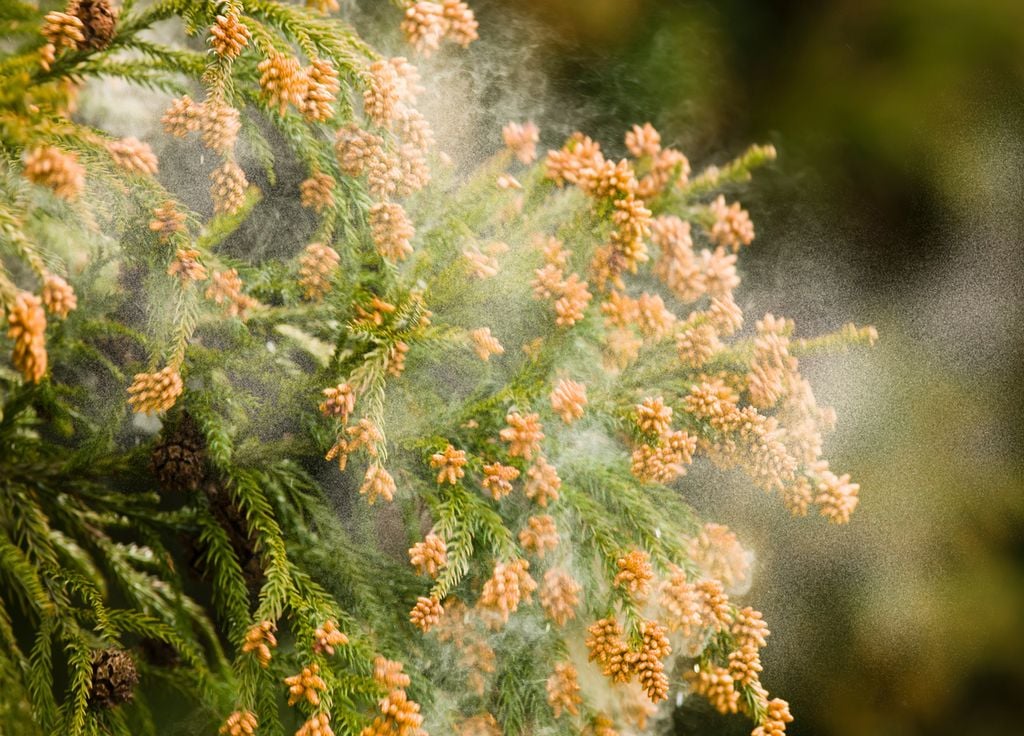 Les pollens se multiplient encore notamment sur la moitié Nord grâce à des conditions printanières voire estivales.