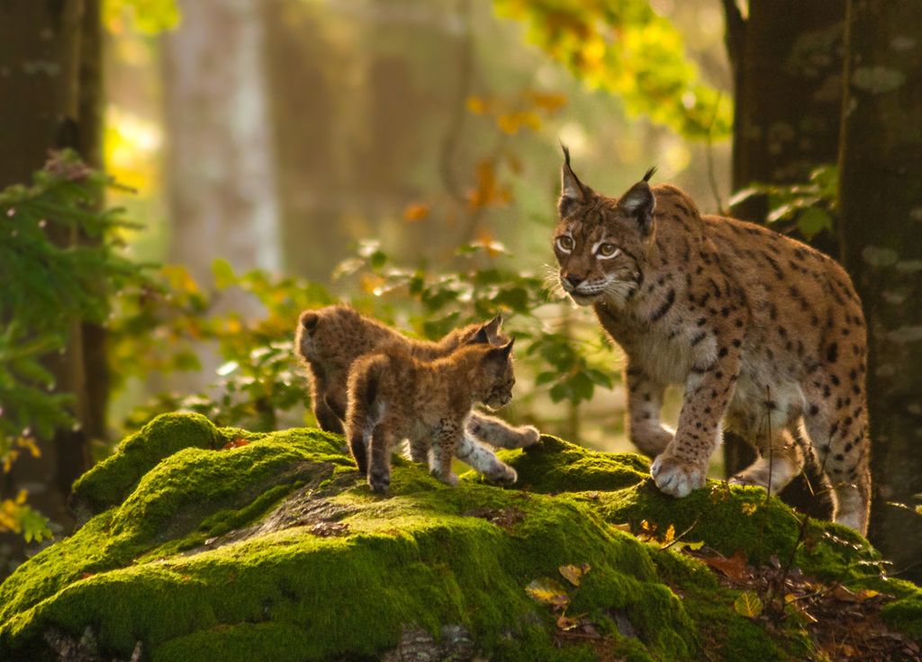 Disparition faune sauvage WWF