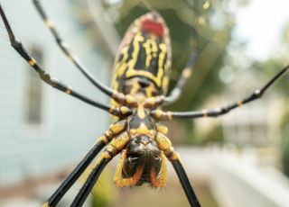 Alerta: uma aranha enorme e assustadora está a invadir os Estados Unidos!