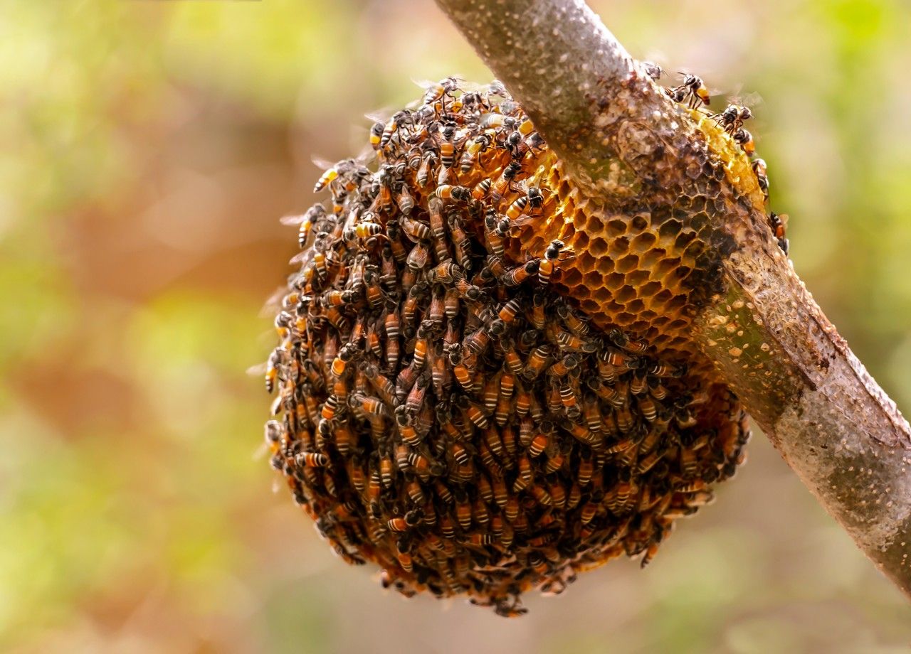 Une colonie de plus de 2000 abeilles naines rouges a été découverte à Malte, la première de cette espèce sur le continent européen