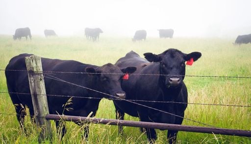 Un compuesto de algas marinas muestra importantes reducciones de metano en el ganado vacuno