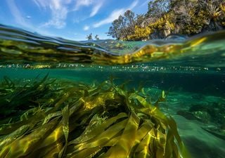 Algas marinas: una solución natural para reducir gases de efecto invernadero en la ganadería