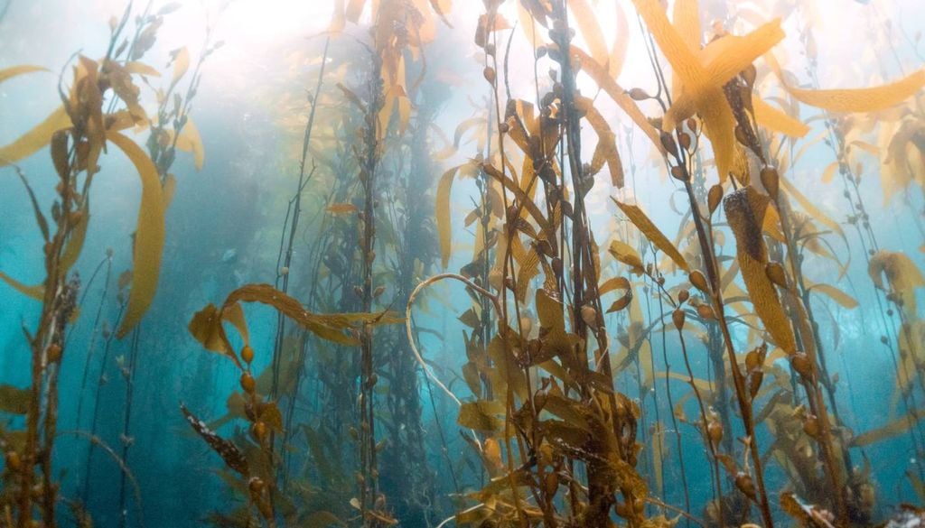 As macroalgas marinhas podem ser uma solução eficaz, sustentável e de baixo custo para a remoção de corantes sintéticos da água, compostos orgânicos complexos e frequentemente persistentes cada vez mais presentes em ecossistemas aquáticos.