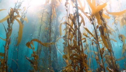 Algas marinhas ganham novo papel: investiga&ccedil;&atilde;o em Portugal pode revolucionar o tratamento de polui&ccedil;&atilde;o na &aacute;gua