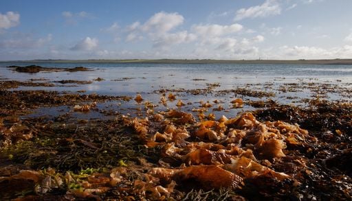 Algas marinhas t&ecirc;m potencial surpreendente para remover poluentes persistentes dos rios