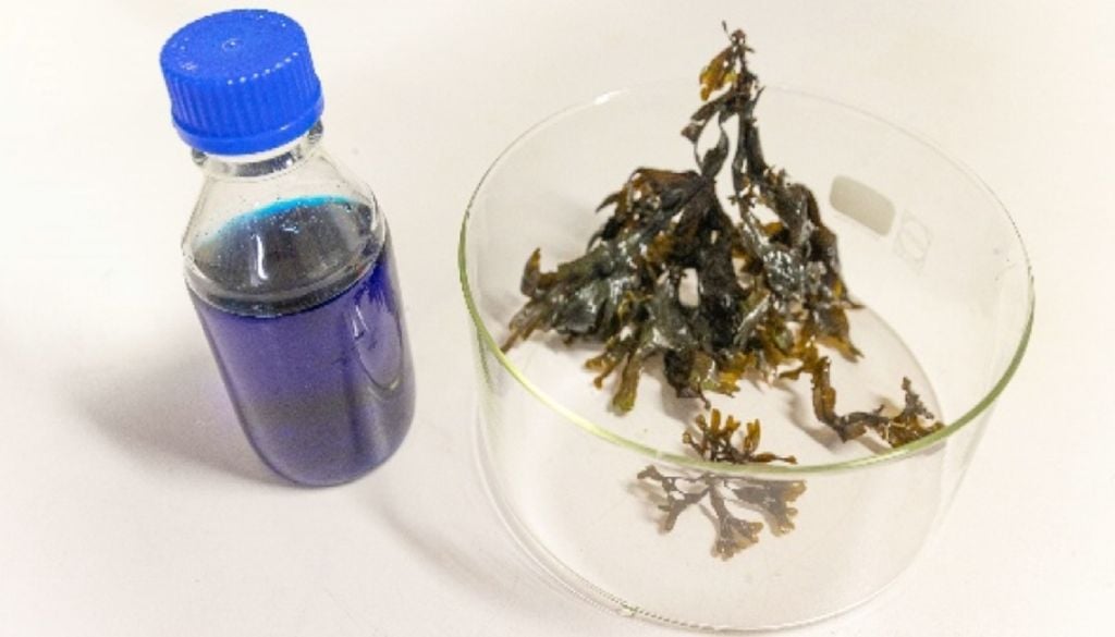 A alga Ulva remove mais de 90 por cento do corante da água em apenas seis horas. Foto: Universidade de Aveiro.