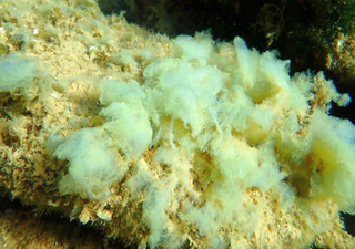 Los científicos revelan que algunas algas oceánicas pueden ayudar inesperadamente a enfriar la Tierra