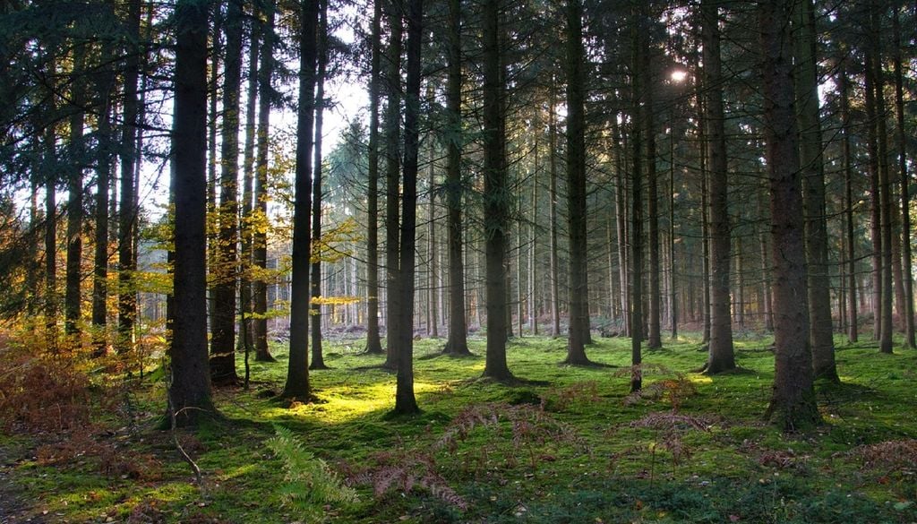 Floresta de pinheiros Os povoamentos de pinheiro-bravo são um dos ecossistemas florestais vitais que os cientistas procuram proteger com tecnologia. Foto: Helga Kattinger/Pixabay