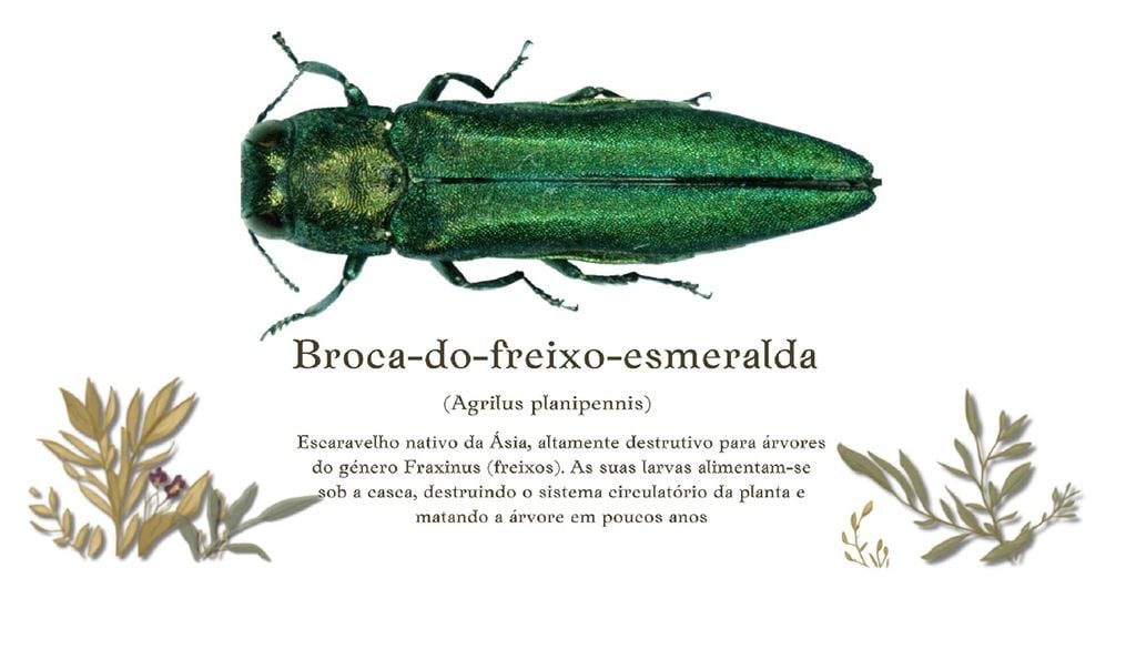 escaravelho boca de freixo O escaravelho broca-do-freixo é uma séria ameaça para as árvores urbanas. Imagem: Pennsylvania Department of Conservation and Natural Resources - Forestry Archive - Forestry Images, CC BY 3.0 us, Wikimedia Commons