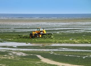 Algues vertes : 4 étudiants en procès pour défendre la nature !