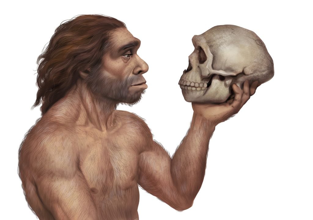 neandertal; crânio de neandertal