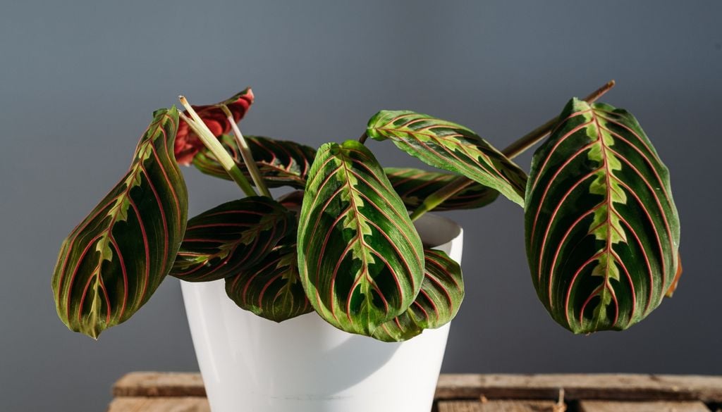 Plantas Maranta: Desarrolla mejor sus hojas cuando la humedad en la zona radicular se mantiene pareja.