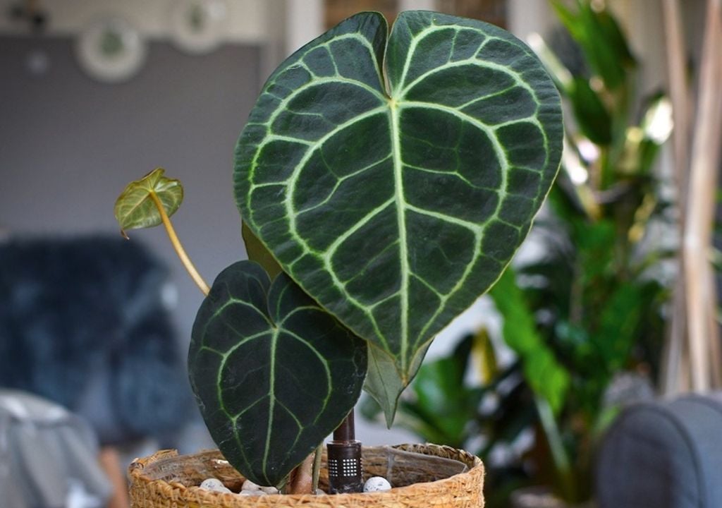 plantas Alocasia: La evaporación lateral del barro puede restarle la humedad necesaria durante su fase de crecimiento activo.