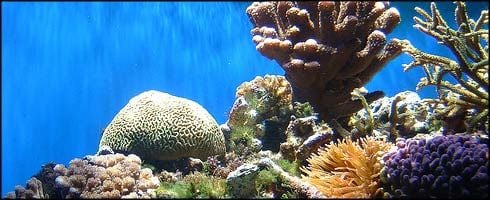 Algunos Corales Ya Se Están Adaptando Al Calentamiento Global