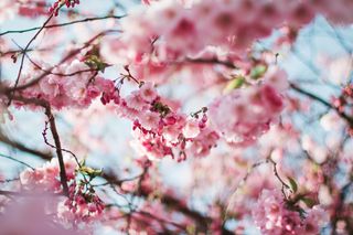 Algunos refranes de la primavera