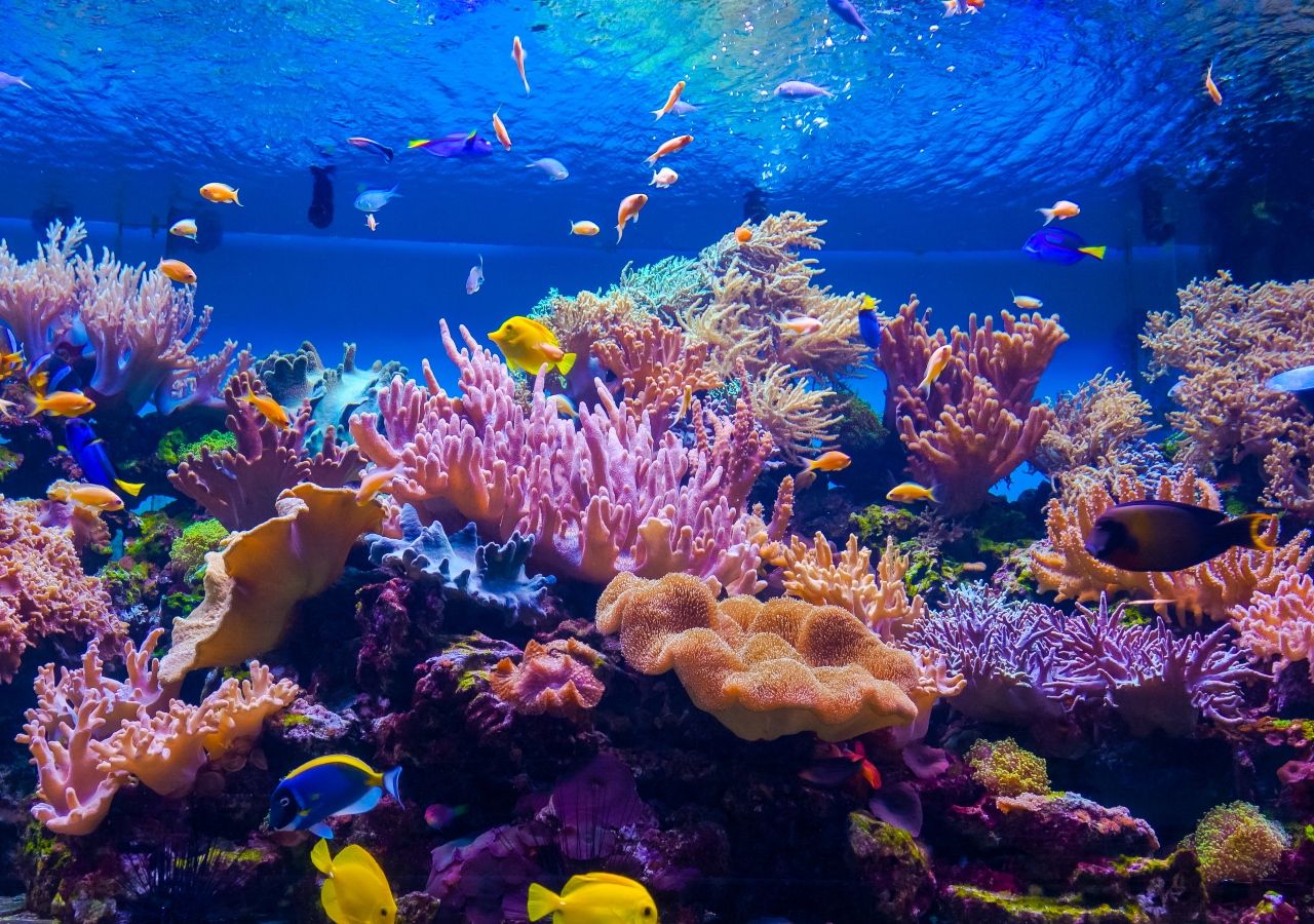 Some coral reefs can survive global warming by using their “memory” of past heat waves!