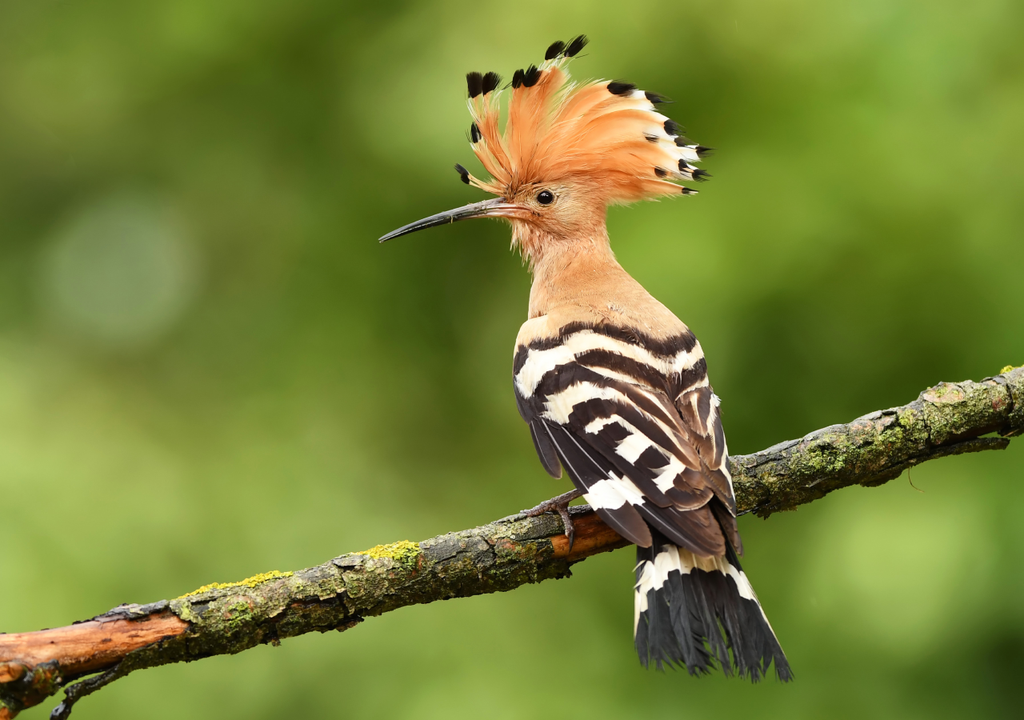 O seu bico longo e curvo funciona como uma pinça perfeita para desenterrar as pupas da lagarta-do-pinheiro antes de estas se tornarem perigosas.