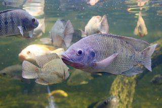 Alimentador digital de peixes: menos desperdício, mais produtividade na piscicultura