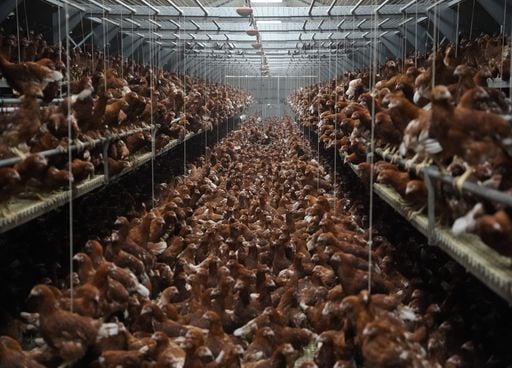 Alimentation et agriculture : comment la France peut-elle concilier &eacute;levage intensif et durabilit&eacute; ?