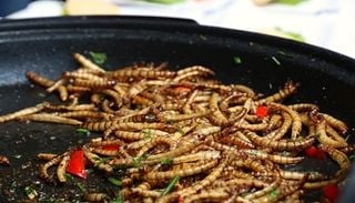 Va-t-on vraiment tous finir par manger des insectes ?