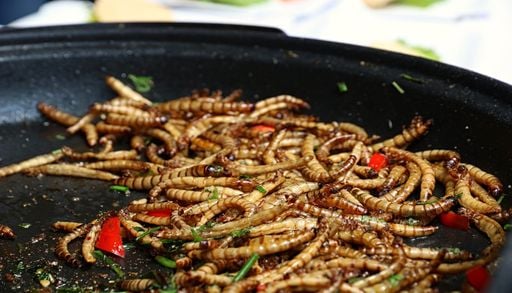 Va-t-on vraiment tous finir par manger des insectes ?