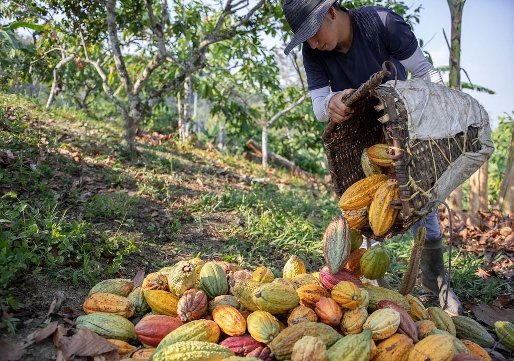 Hombre joven cosechando cacao fondo naturaleza