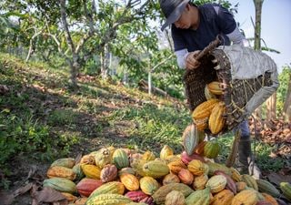 "Alimento de los dioses", dicen. ¿Cuáles son los beneficios que nos otorga el cacao?