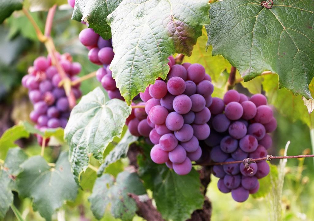 Racimos de uvas en parrones, Meteored Chile Racimos de uvas en parrones, Meteored Chile