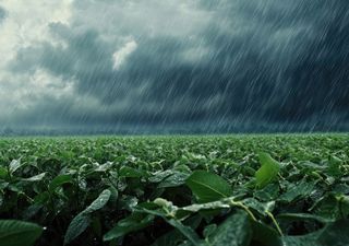 Alivio para el campo argentino: las lluvias mejoran la cosecha, pero ¿qué pasará ahora?