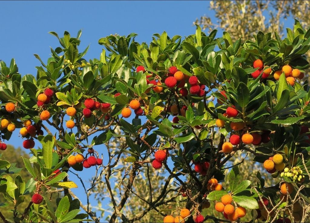 Strawberry tree.