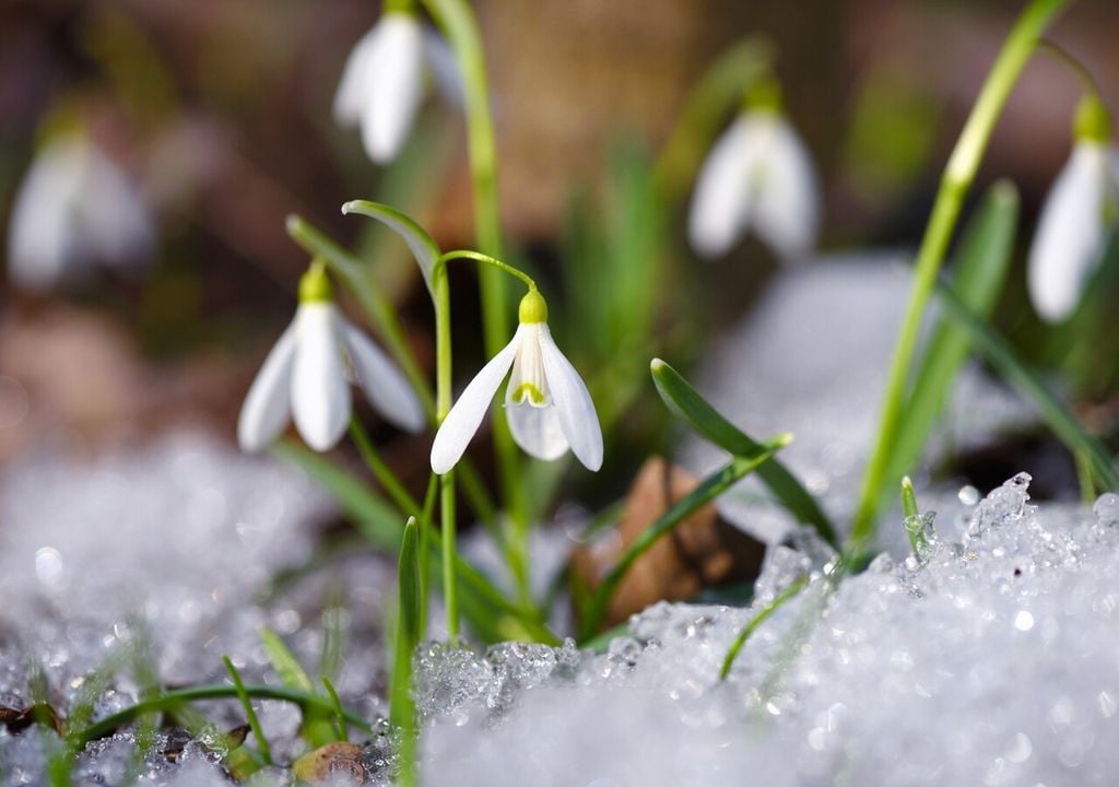 Il bucaneve (Galanthus nivalis)